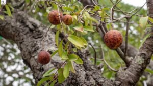 flora ameaçada de extinção: frutos de mangaba pendurados em galhos de árvore com folhas verdes.