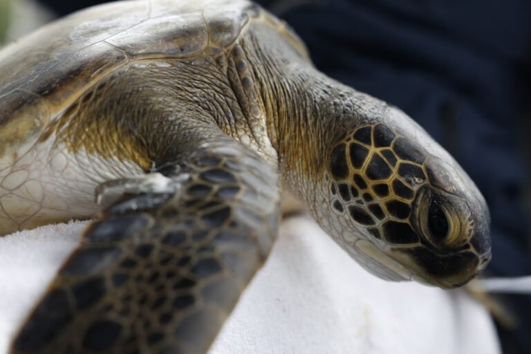 Brasil tem cinco regiões de recifes de corais costeiros sob ameaça 6 ecossistemas: close-up de uma tartaruga-verde descansando sobre um tecido branco.