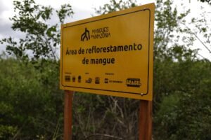 combate a incêndios florestais: placa amarela de reflorestamento do ICMBio em área de manguezal na Amazônia.