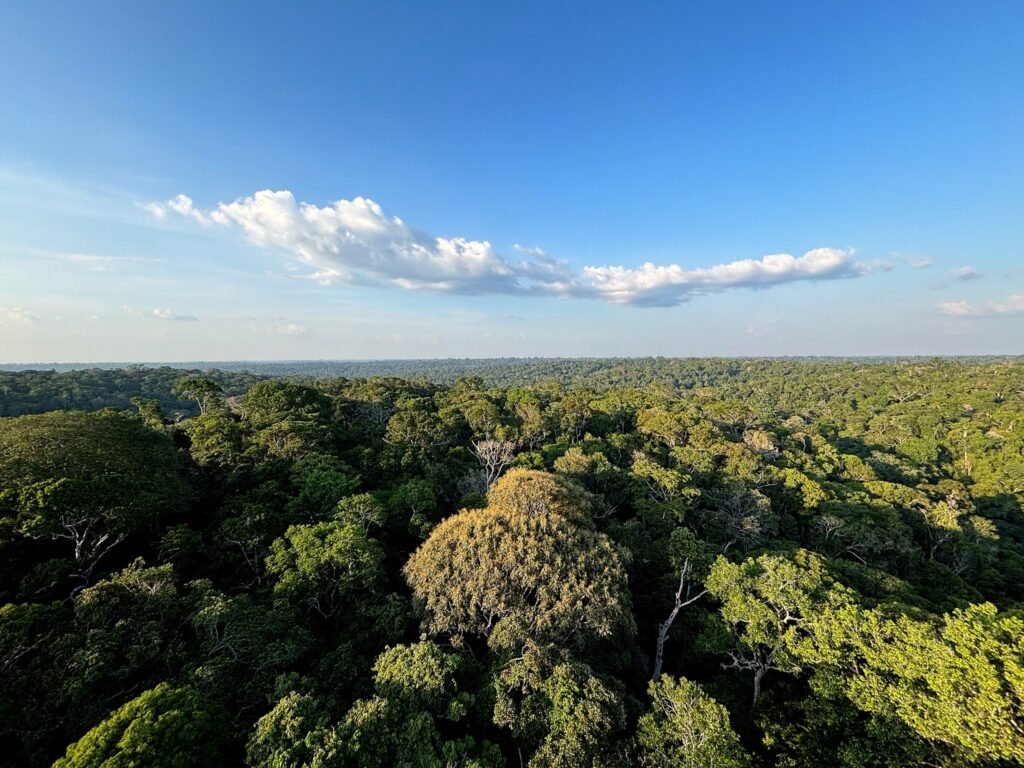 atividade humana na Amazônia: vista aérea da copa de árvores da floresta amazônica sob um céu azul.