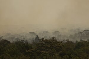 queimadas no Pará: Árvores de uma floresta envoltas em densa fumaça cinzenta, indicando a ocorrência de incêndios florestais.
