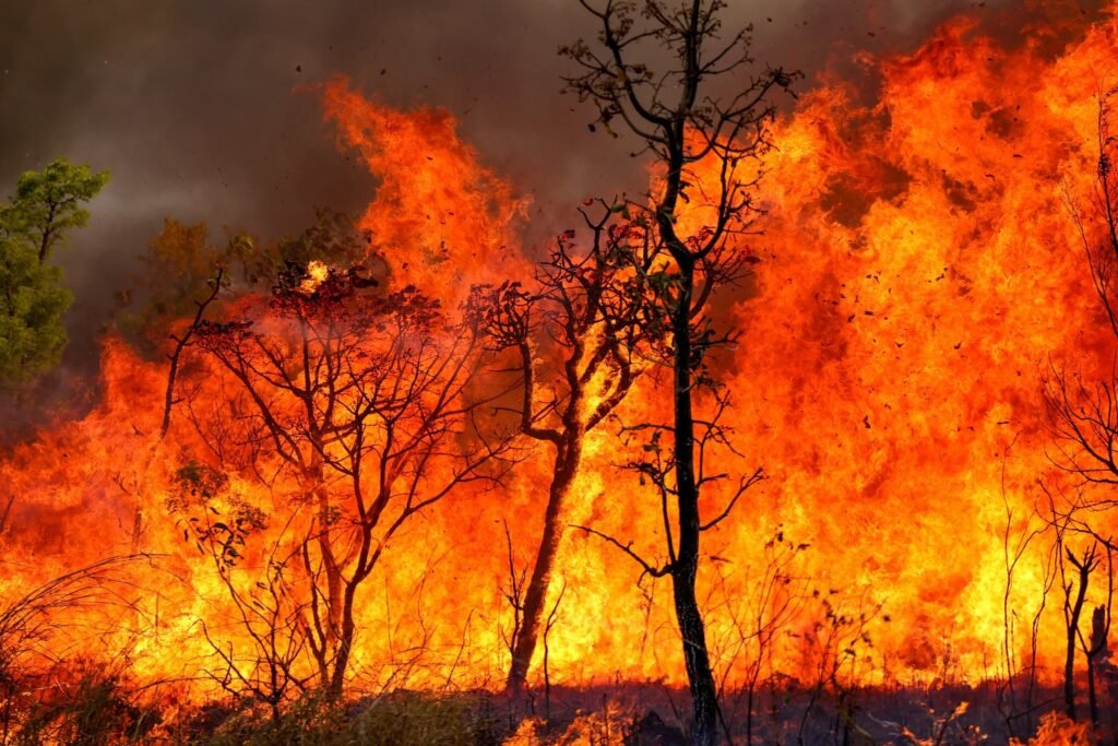 Chamas intensas de um incêndio florestal consumindo árvores sob um céu escuro e enfumaçado.