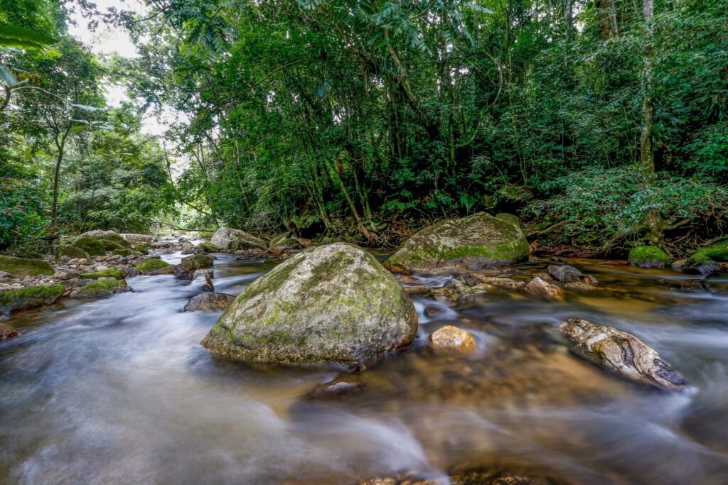 desmatamento: Rio com águas claras fluindo entre grandes pedras cobertas de musgo em meio a uma floresta densa.