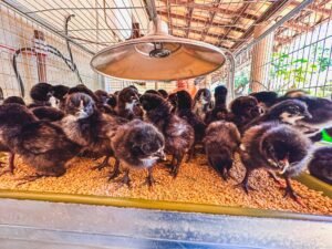 doença de Newcastle: Grupo de pintinhos de plumagem escura reunidos sob lâmpada aquecedora em viveiro.