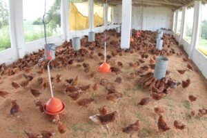 emergência zoossanitária: galinhas marrons em um galinheiro aberto com comedouros e bebedouros suspensos.