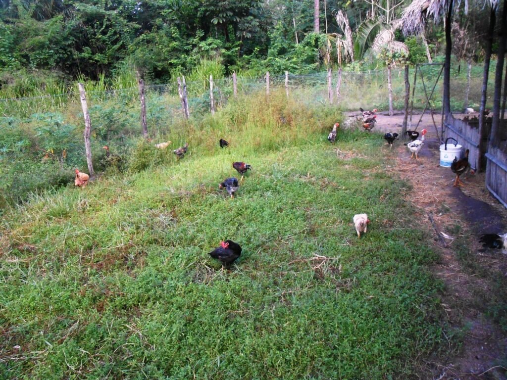 doenca de newcastle: Galinhas de diversas cores ciscando em um cercado gramado com mata ao fundo.