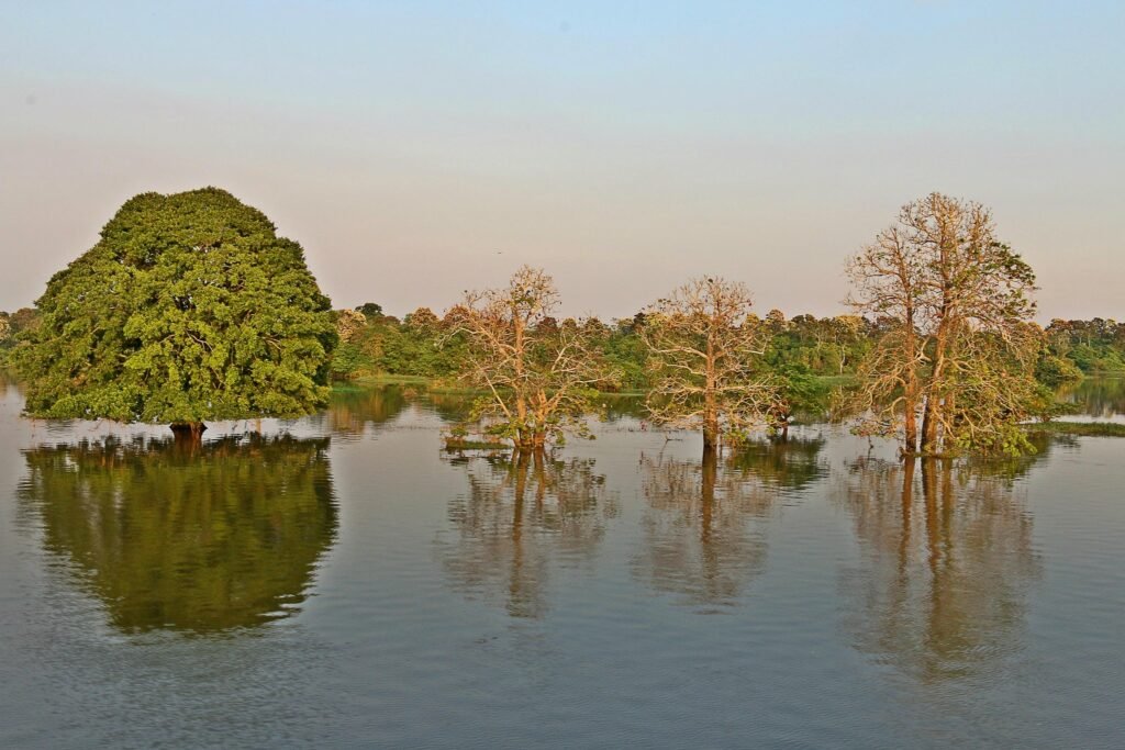 Fundo Florestas Tropicais: paisagem de área alagada na floresta amazônica com árvores submersas e reflexos na água.